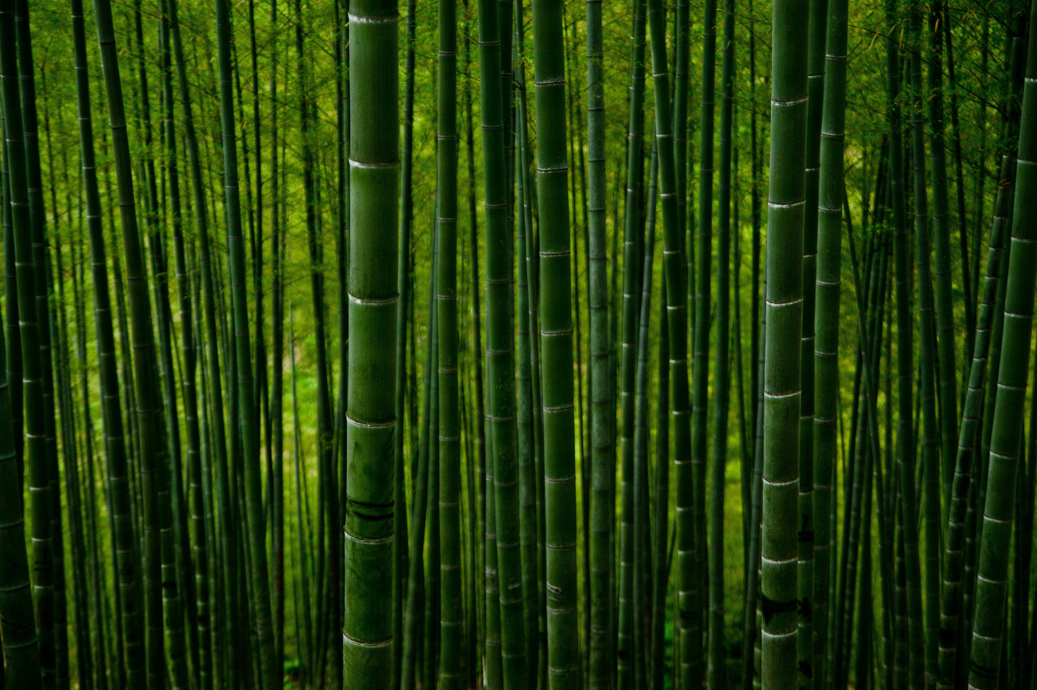 Bamboo forest representing Bamboo Silica in Syren Spreads beauty chocolate for skin health.