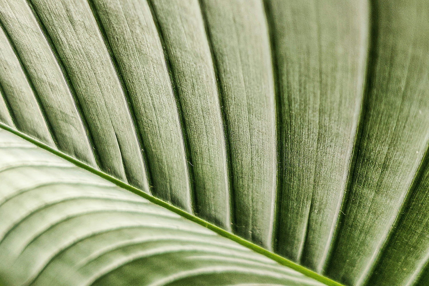 Close‑up of green leaf texture representing Syren Spreads adaptogens in beauty chocolate.