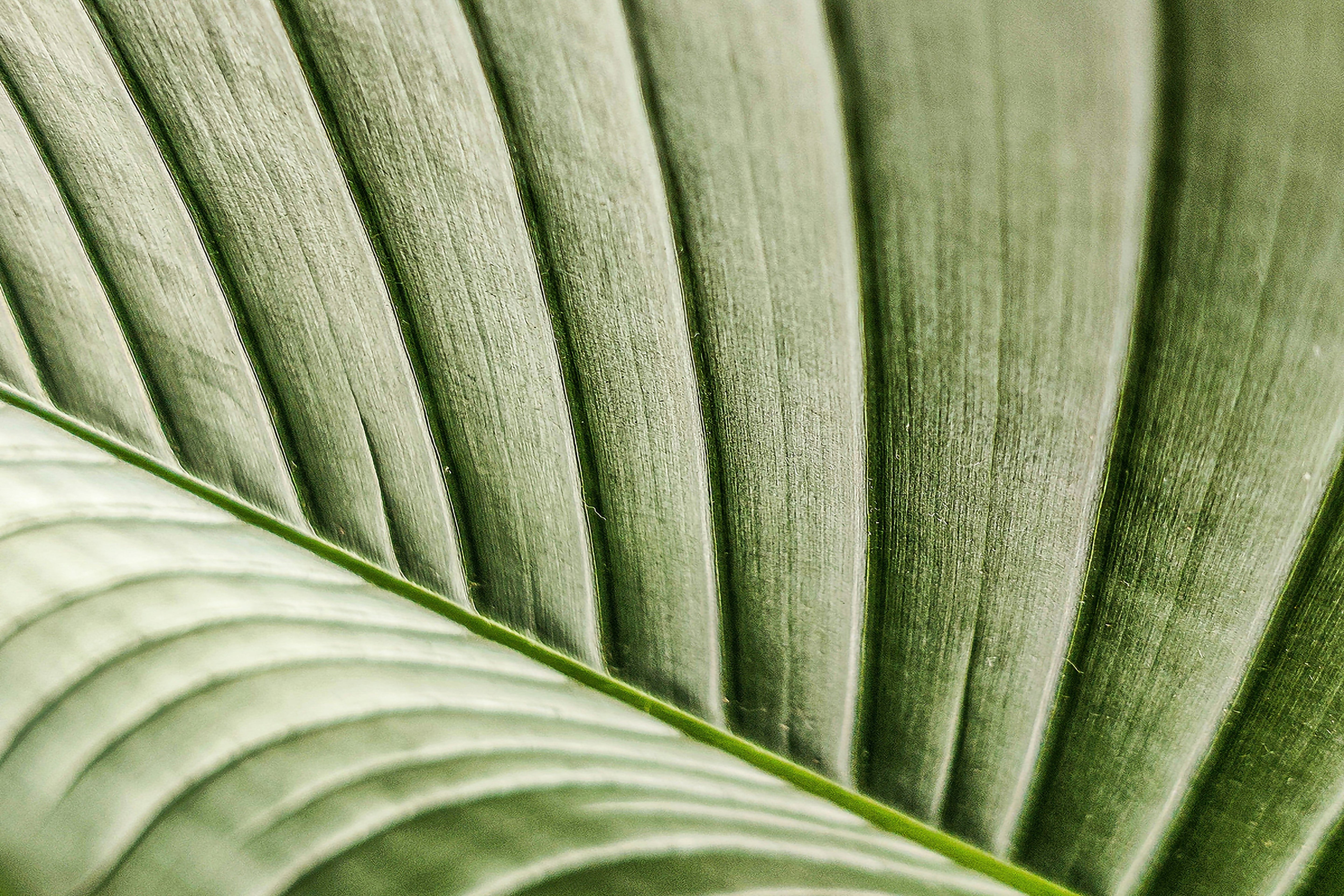 Close‑up of green leaf texture representing Syren Spreads adaptogens in beauty chocolate.