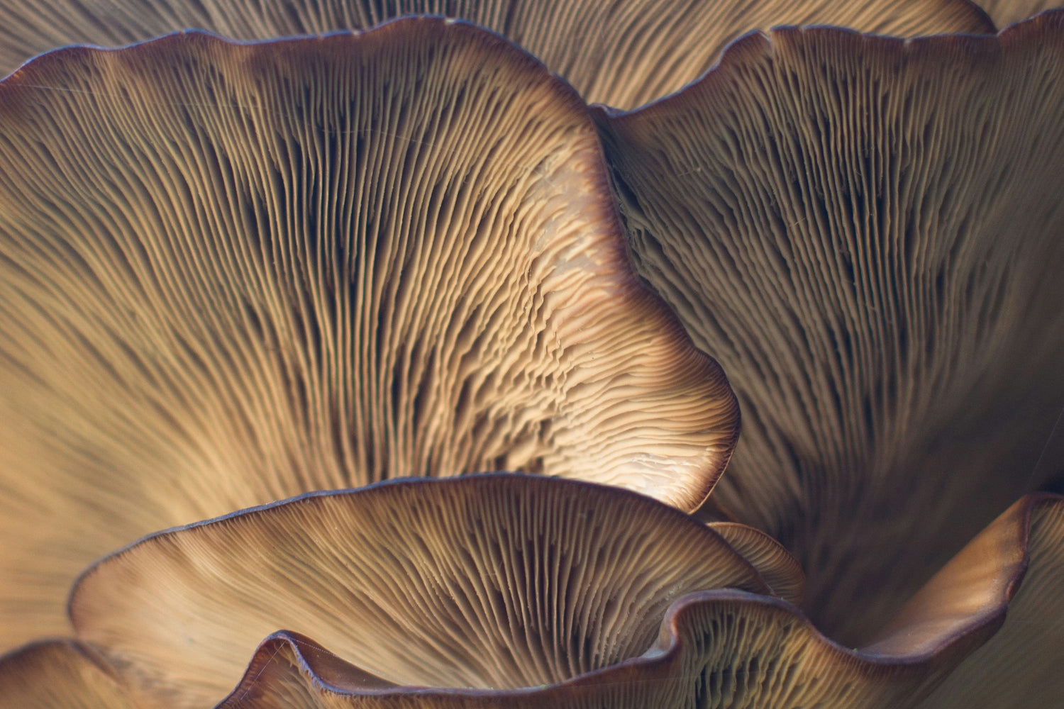 Layered beige adaptogen mushroom representing resilience botanicals in Syren beauty chocolate.