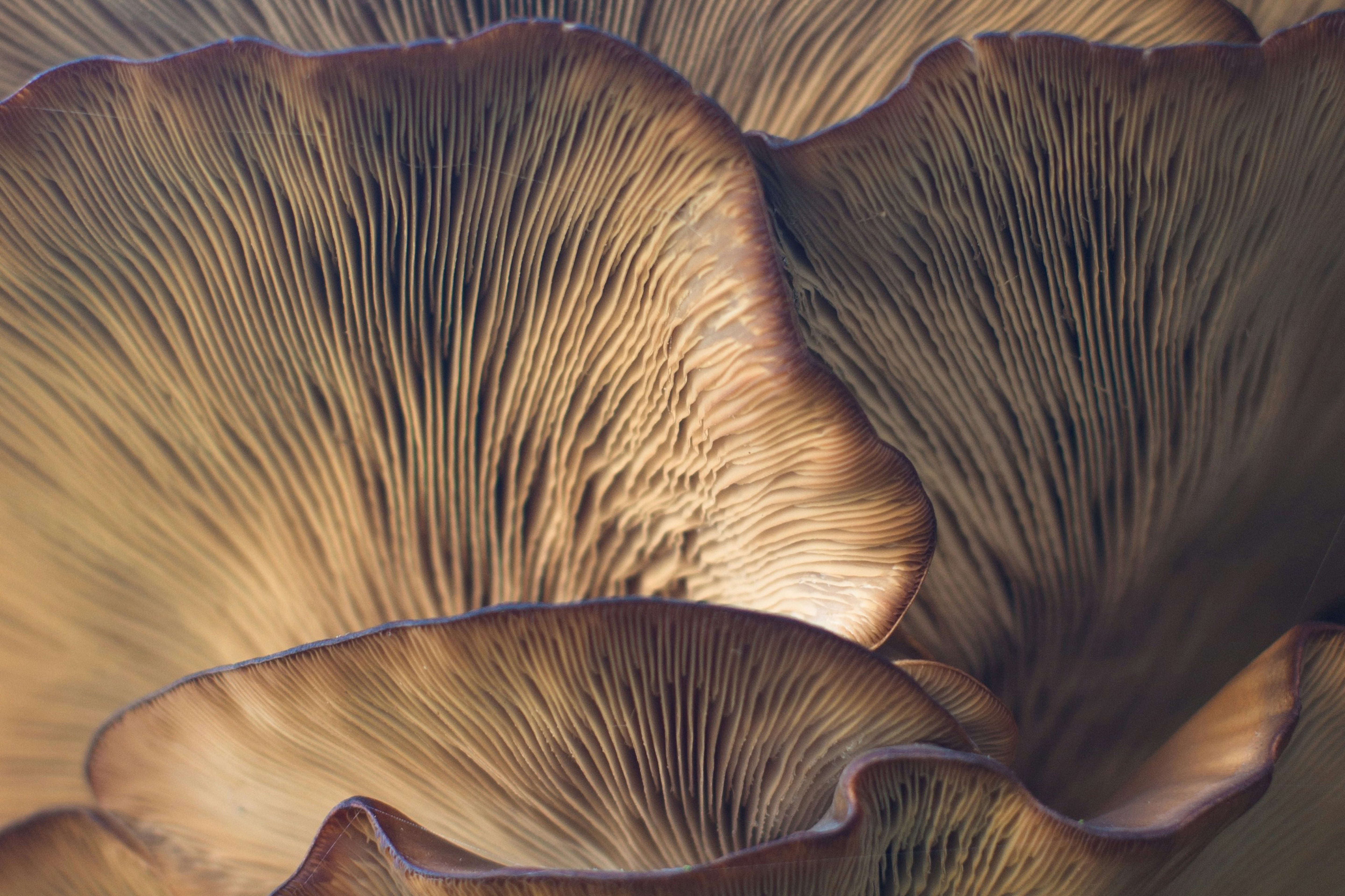 Layered beige adaptogen mushroom representing resilience botanicals in Syren beauty chocolate.