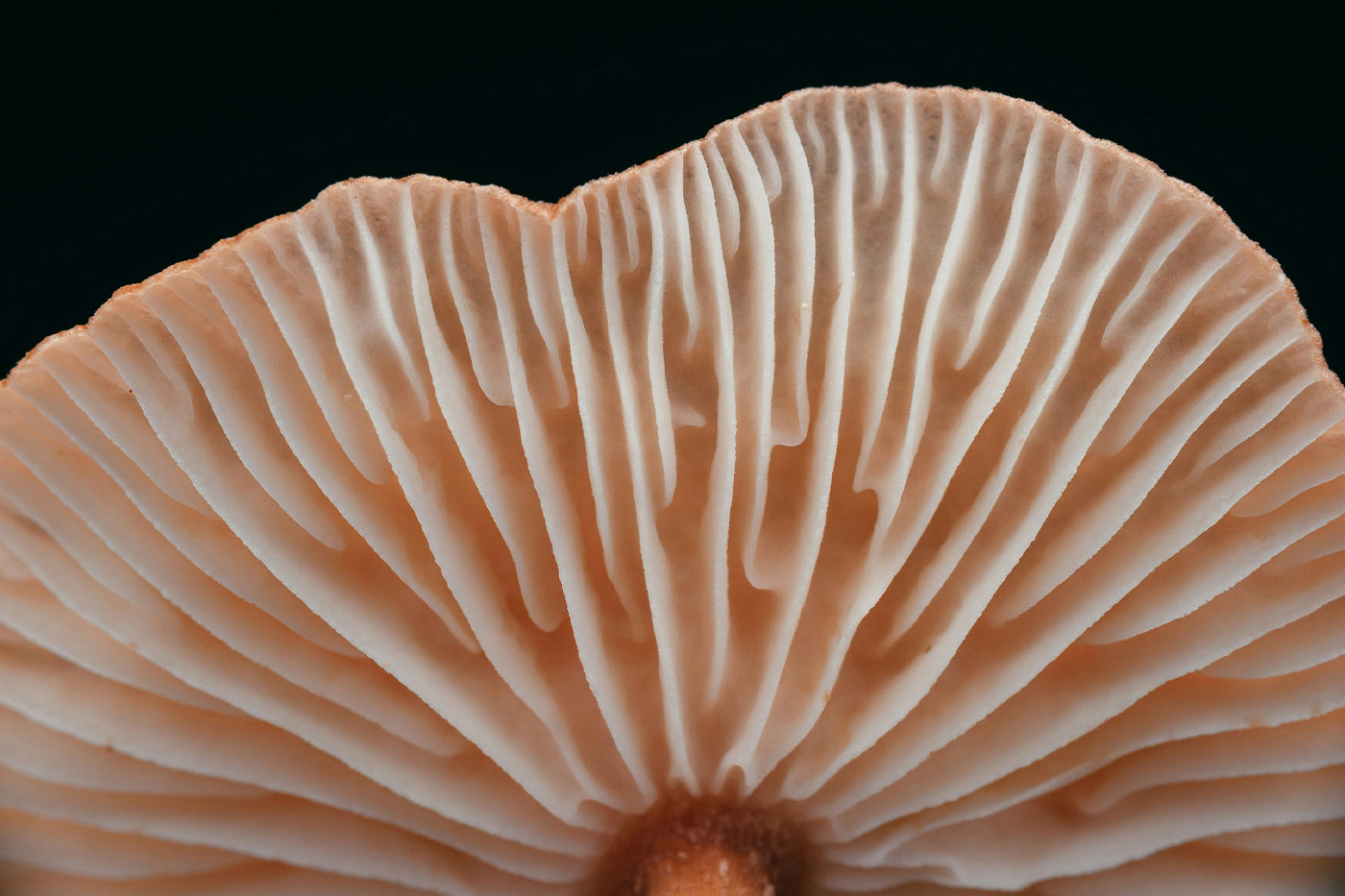 Pink adaptogen mushroom texture symbolizing hydration in Syren Spreads beauty chocolate hazelnut spread.