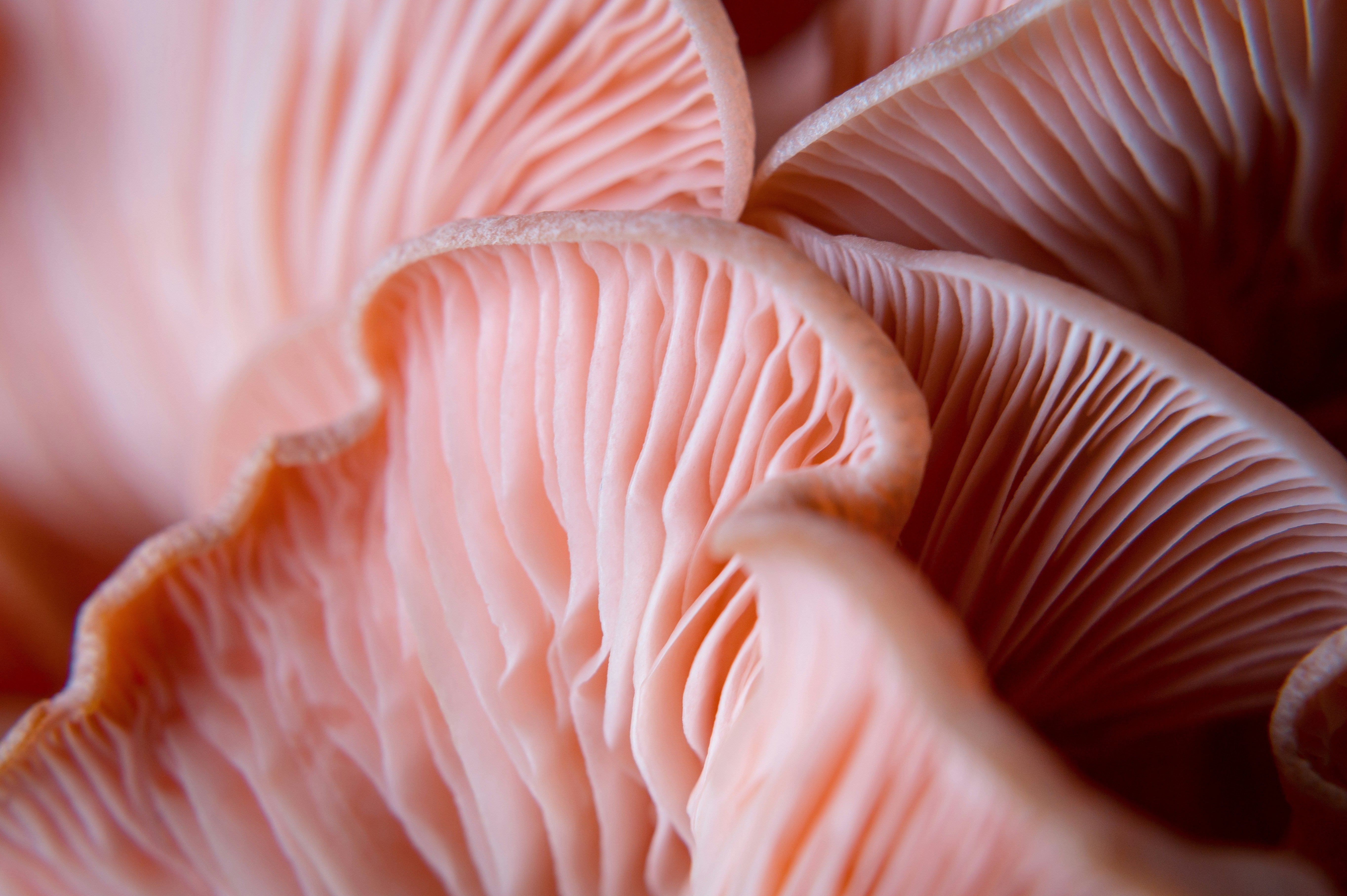 Pink adaptogen mushroom texture symbolizing hydration in Syren Spreads beauty chocolate hazelnut spread.