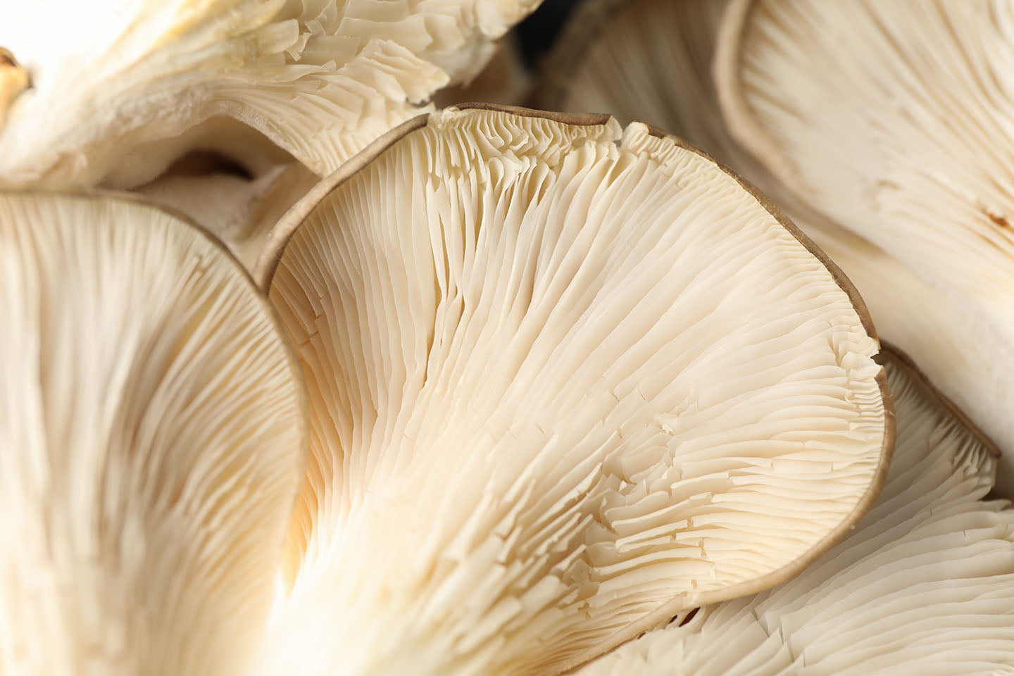White adaptogen mushroom close‑up for skin benefits in best beauty chocolate supplement.