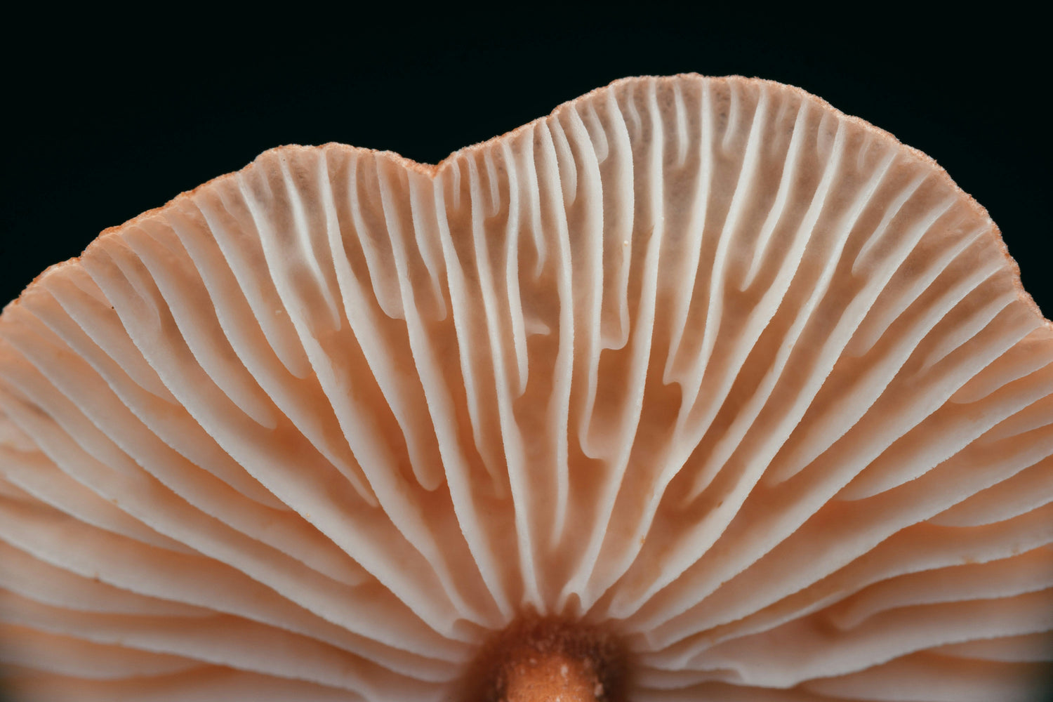 Pink adaptogen mushroom texture symbolizing hydration in Syren Spreads beauty chocolate hazelnut spread.