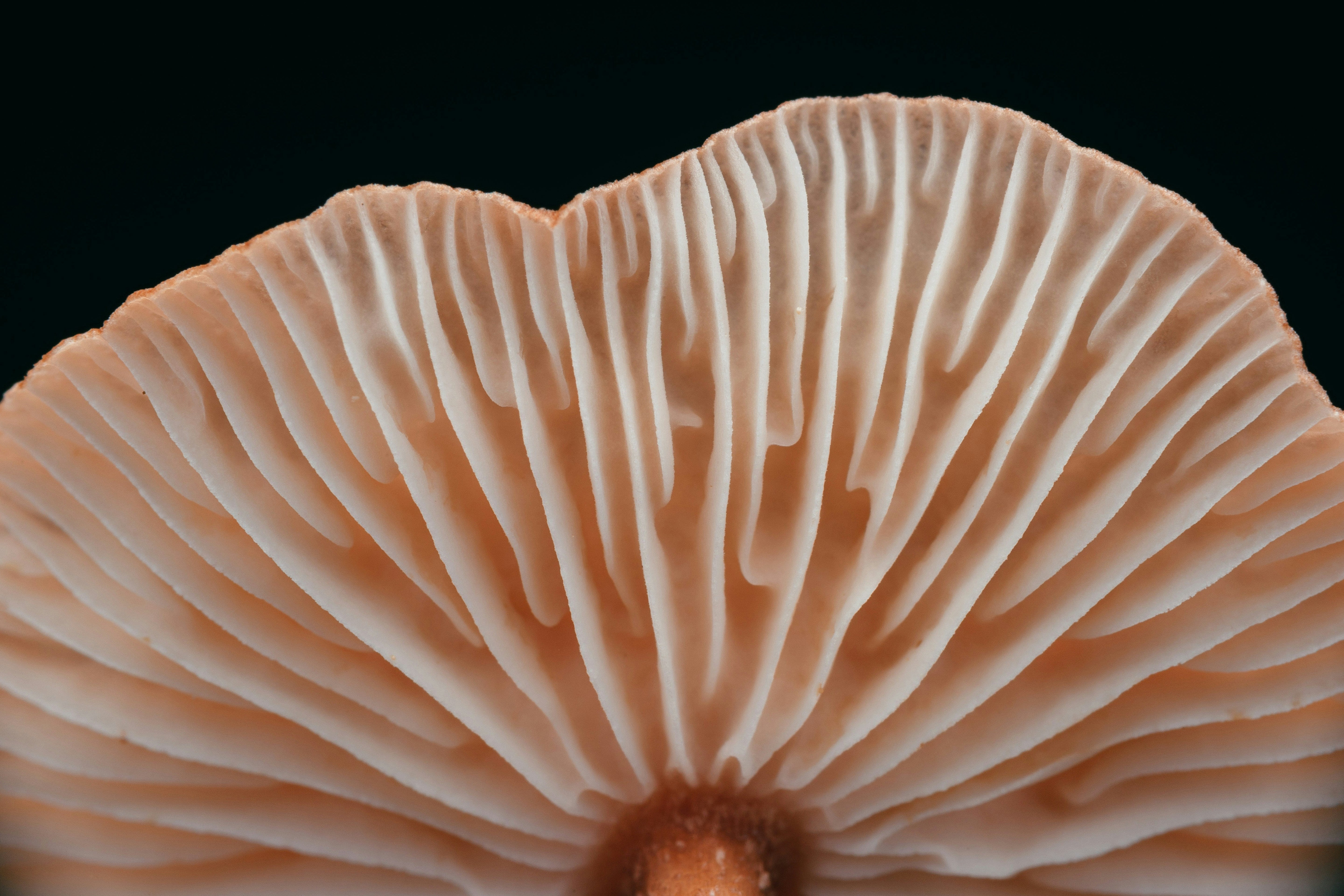 Pink adaptogen mushroom texture symbolizing hydration in Syren Spreads beauty chocolate hazelnut spread.