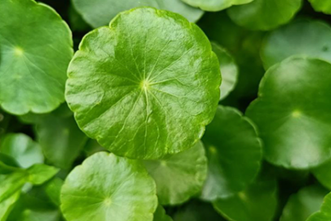 Close-up of green round leaves, gotu kola, centinella