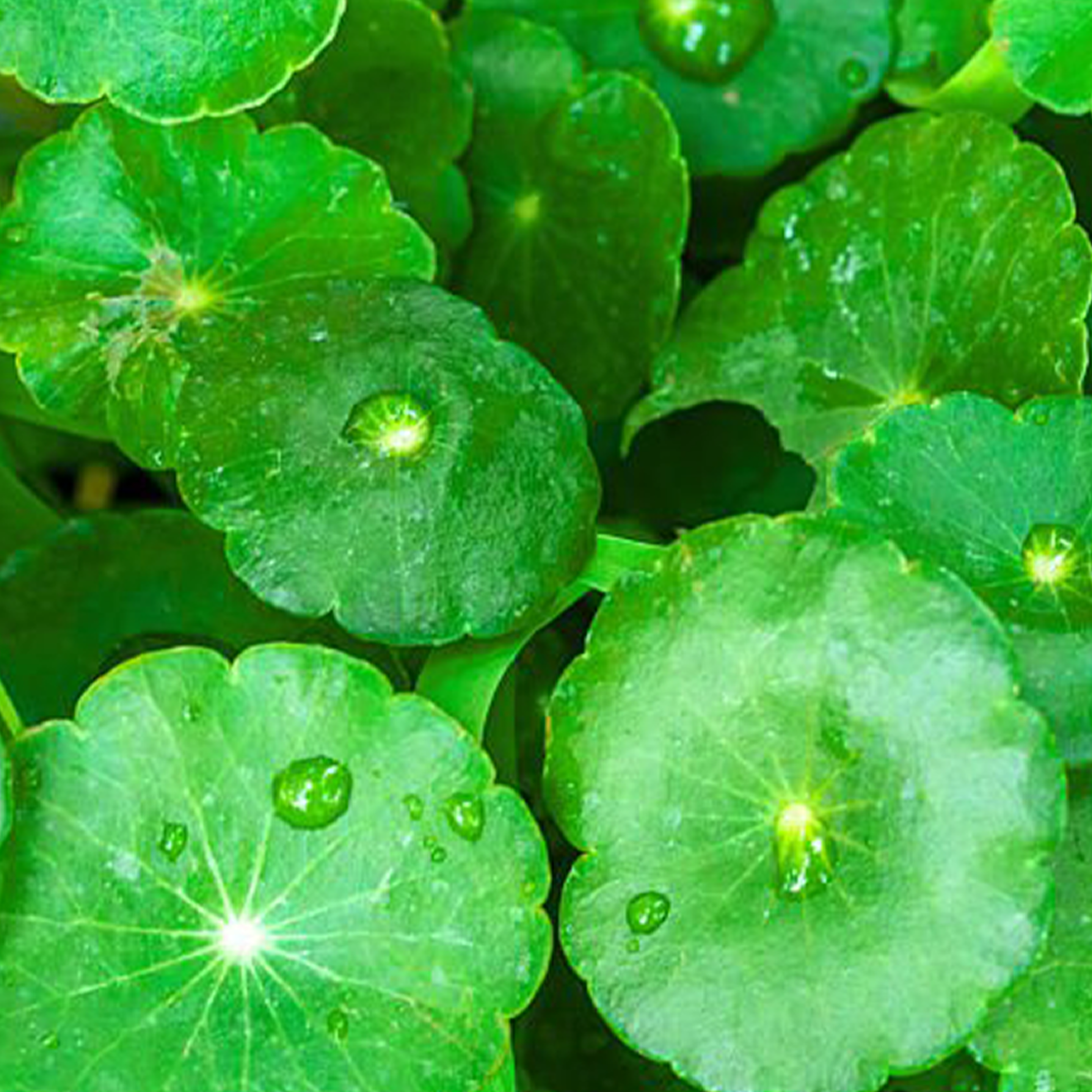 Close-up of green gotuy kola leaves with water droplets