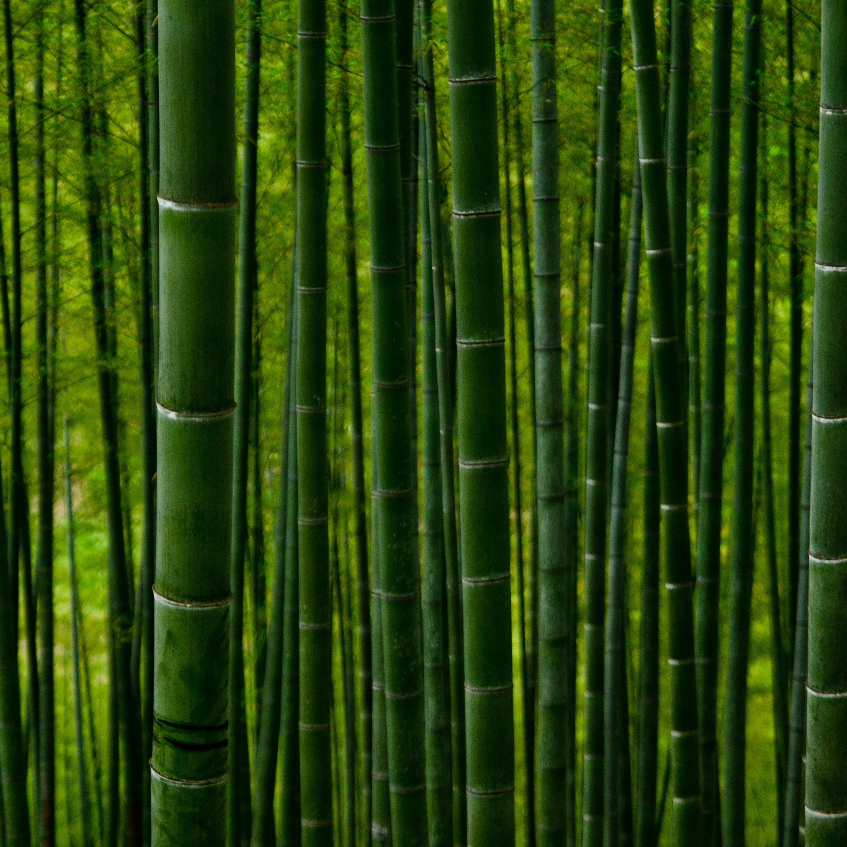 Tall green bamboo stalks in a forest