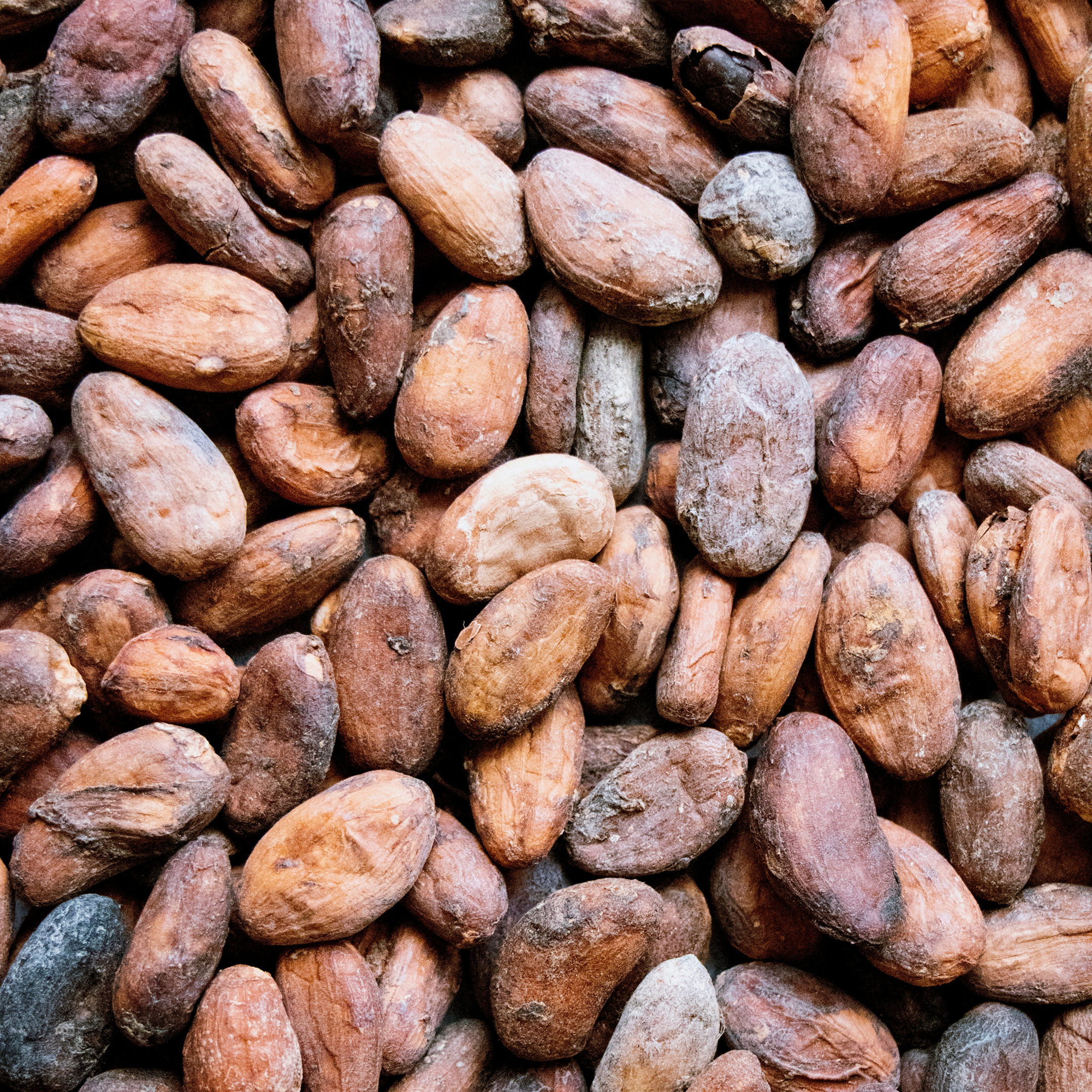 Close-up of a pile of cocoa beans with various shades of brown and gray.