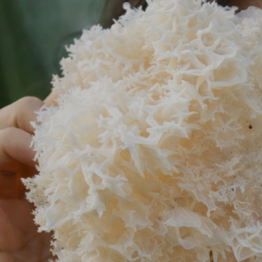 Close-up of a Tremella mushroom held by a person